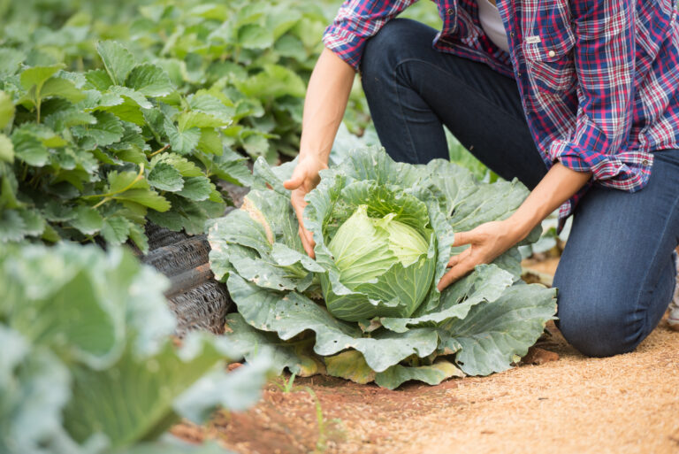 The Many Benefits of Cabbage